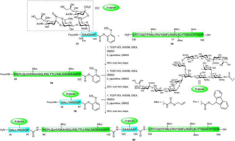 Synthesis of EPO (78–166) glycopeptide fragment containing both N- and O-linked glycans by three sequential PEDAC ligations.116