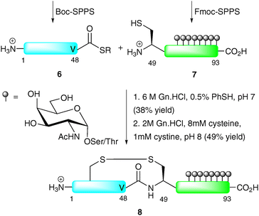 Total synthesis of lymphotactin (Lptn) by NCL.31