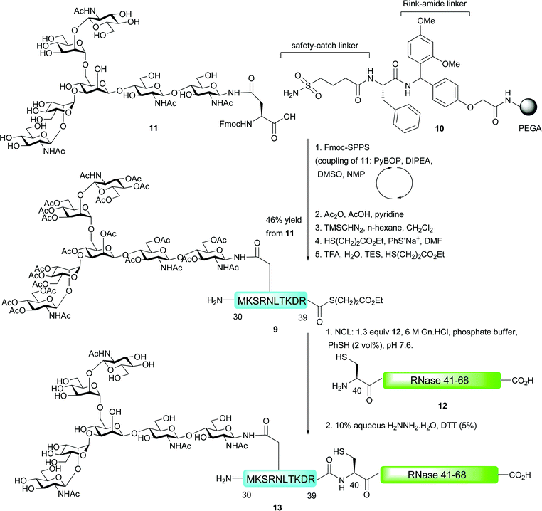 Synthesis of RNase B 30–68 by NCL.45