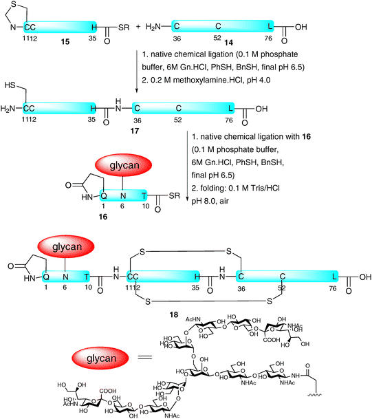 Total synthesis of monocyte chemotactic protein-3 (MCP-3) by NCL.47