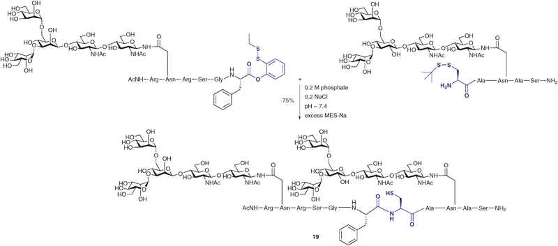 NCL-based synthesis of a complex model glycopeptide using an o-disulfide phenolic ester as a masked thioester.50