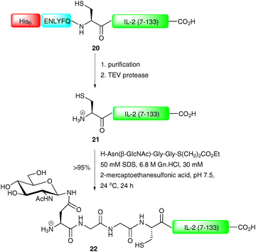 Synthesis of IL-2 via EPL (C-terminal fragment expression followed by NCL).60