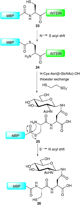 Synthesis of a C-terminal glycosylated variant of maltose-binding protein (MBP).62