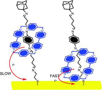 Willner and Katz et al. have investigated the effect of electrochemically induced cyclophane translocation on the electron transfer rate. When the cyclophane ring is close to the electrode surface, the resolved electron transfer rate is more than 10 times faster than that observed when it is at the opposite extreme of the axle.58,61