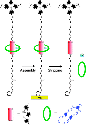 A neutral isophthalamide macrocycle can be threaded over a stoppered indolocarbazole axle in the presence of specific anions (F− or SO42−) and trapped at an electrode surface. Reductive cleavage of the gold–sulfur bonds releases the macrocycle which can be detected by high resolution electrospray mass spectroscopy.46
