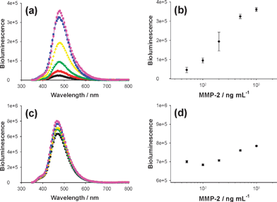 Detection of protease activity by using different Luc8-pep-Au NP conjugates: click and intein-based conjugate (a and b) and randomly coupled conjugate (c and d). Left graphs represent bioluminescence signals with different MMP-2 enzyme concentrations (0, 50, 100, 200, 500, and 1000 ng mL−1, from bottom to top), and the correlation between peak intensity and enzyme concentration is displayed in right graphs.