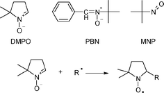 Chemical structure of DMPO, PBN and MNP spin traps (top) and trapping of a free radical (bottom).