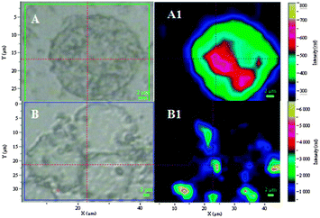 Resonance Raman intensity map of a live myeloma cell after incubation with [Ru(dppz)2PIC-Arg8]10+ (A1) and with the free dye [Ru(dppz)2PIC]2+ (B1) after excitation at 458 nm. A and B represent the corresponding white light images of the live cells.