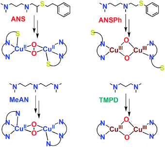 Ligands and their Cu2–O2 adducts.