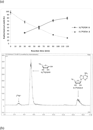 (a) Time course (in triplicate) showing the second phase of the biotransformation indicating the production of 5-[18F]FDR 5 from 5′-[18F]FDA 2 catalysed by TvNH at 37 °C, pH 8.0. (b) Radiogram showing the product profile of the sequential one-pot biotransformation illustrating ∼80% radiochemical incorporation of 5-[18F]FDR 5 from [18F]fluoride ion after a 3 h incubation.