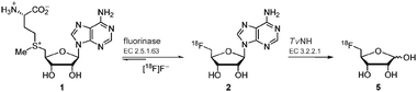 Two-step biotransformation for the synthesis of 5-[18F]FDR 5 starting from SAM 1.