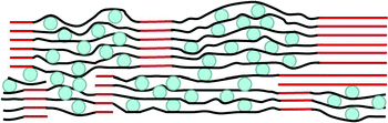 Cross-sectional schematic drawing (not to scale) of a high-capacity, stable electrode, made of a continuous, conducting 3-D network of graphite (red) anchoring regions of graphene–Si composite. Blue circles: Si nanoparticles, black lines: graphene sheets.