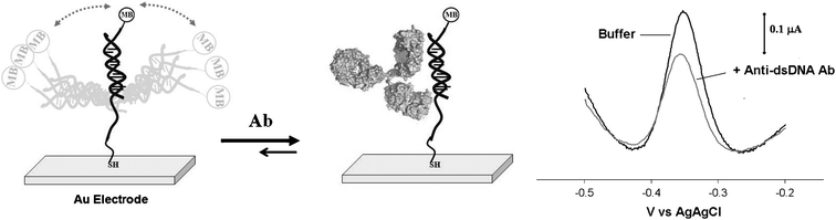 We have fabricated reagentless, single-step, E-DNA-like sensors for the detection of anti-DNA antibodies. Our approach employs a 27-base DNA probe covalently attached to a screen printed gold electrode using thiol-gold self assembled monolayer chemistry and containing a methylene blue redox tag at the 3′ end. For the detection of anti-dsDNA antibodies this probe is hybridized with its complementary target to produce a double-stranded DNA as recognition element. (left) In the absence of a target, relatively efficient collision between the label and the electrode produces a large faradaic current from the attached methylene blue. (right) The binding of the antibody to the recognition probe reduces the efficiency with which the redox reporter approaches the electrode, significantly reducing this faradaic current. The sensors readily detect anti-DNA antibodies at nanomolar concentrations (here shown the representative voltammograms obtained with an anti-dsDNA antibody concentration of 20 nM).