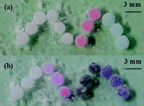 (a) Four groups of liquid marbles containing water, phenolphthalein, CoCl2, and CuCl2 solutions, respectively, were placed from left to right in an “M” pattern. (b) The colour changes of the indicators in these liquid marbles after exposure to ammonia gas.