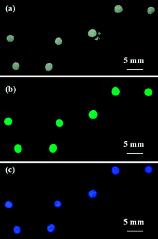 (a) Liquid marbles containing HPTS indicator under ambient lighting before and after exposure to HCl vapour; (b) liquid marbles containing the HPTS indicator under UV light before exposure to HCl vapour; (c) liquid marbles containing HPTS under UV light after exposure to HCl vapour.