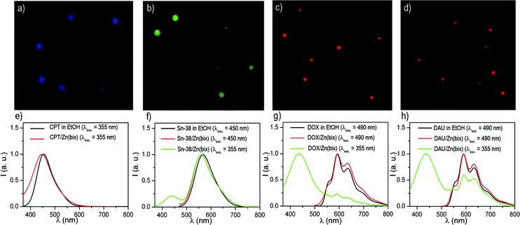 (a–d) Fluorescence optical microscope images of (a) CPT/Zn(bix), (b) SN-38/Zn(bix), (c) DOX/Zn(bix), and (d) DAU/Zn(bix) spheres. (e–h) Fluorescence emission spectra of (e) free CPT and CPT/Zn(bix) (collected at λexc = 355 nm), (f) free SN-38 and SN-38/Zn(bix) (collected at λexc = 450 and 355 nm), (g) free DOX and DOX/Zn(bix) (collected at λexc = 490 and 355 nm), and (h) free DAU and DAU/Zn(bix) (collected at λexc = 490 and 355 nm).