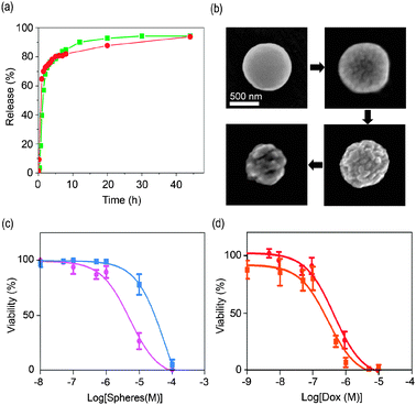 (a) In vitro release profile of DOX and SN-38 from DOX/Zn(bix) (dot, red) and SN-38/Zn(bix) (square, green) spheres incubated in pH 7.2 PBS at 37 °C. (b) SEM micrographs of DOX/Zn(bix) spheres taken at 1, 4, 8, and 24 hours, showing representative degradation in pH 7.4 PBS at 37 °C. (c and d) In vitro cytotoxicity assay curves after 24 h for HL60 cells obtained by plotting the cell viability percentage against the (c) Zn(bix) (square, blue) and DOX/Zn(bix) (dot, pink) concentration and (d) the DOX release from DOX/Zn(bix) spheres (dot, red) and DOX (square, orange) concentration.