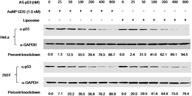 Dose response of Au NP-GDS-AS-p53 conjugates to p53 gene knockdown in HeLa and 293T cells.
