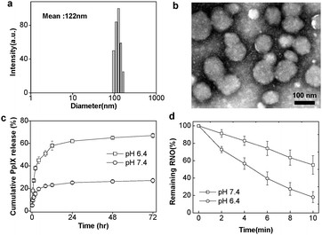 Characteristics of PpIX-pH-PMs. (a) The size distribution of micelles by dynamic light scattering (DLS). (b) Transmission electron microscopy (TEM) images. (c) In vitro PpIX release from the micelles at pH 6.4 and pH 7.4. (d) Singlet oxygen generation detected by using RNO as a sensor according to irradiation time. Results represent means ± s.e. (n = 5).