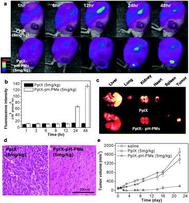 
          In vivo non-invasive fluorescent imaging and photodynamic therapy with PpIX-pH-PMs in tumor bearing mice. (a) Time-dependent whole body imaging of mice bearing SCC7 tumors after i.v. injection. (b) Quantification of in vivo tumor target specificity of free PpIX and PpIX-pH-PMs. Results represent means ± SDs. (n = 3). (c) Ex vivo images of organs (liver, lung, spleen, kidney and heart) and tumors. (d) H&E staining of tumor tissues 10 days after treatment. (e) Tumor growth of SCC7 tumor-bearing mice treated with drug injection and irradiation. Results represent means ± SDs. (n = 2).