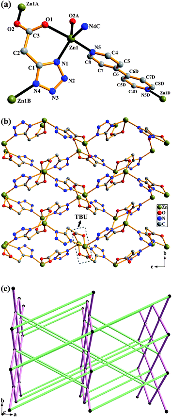 Polymer 3: (a) the coordination environment around the Zn atom and coordination mode of tza ligand. Symmetry codes are defined in Table S1. (b) View of the 2-D sheet network constructed by [Zn(COO)]2 TBUs and tetrazolate groups. (c) Schematic representation of a 3-D topology built by 2-D (4,4)-connected nets and 4,4′-bipy linkers. The black balls represent [Zn(COO)]2 TBUs. The pink and green lines represent tetrazolate groups and 4,4′-bipy molecules, respectively.