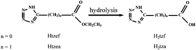 The formation of 1H-tetrazolate-5-carboxylic acid.