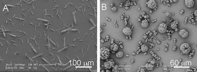 SEM images of precipitates prepared under different conditions. (A) [Ca2+]/[H4dhpta] = 2 : 1, (B) [Ca2+]/[H4dhpta] = 4 : 1.