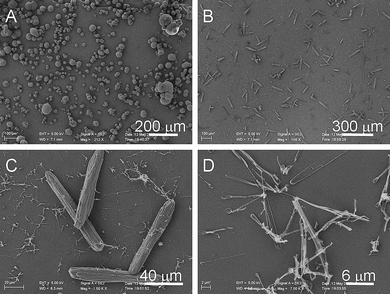 SEM images of crystals collected after two weeks, (A) [Ca2+]/[H4dhpta] = 4 : 1, (B), (C), (D) [Ca2+]/[H4dhpta] = 2 : 1.