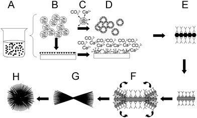 Schematic illustrations of the transition process from ACC to hierarchical crystals.