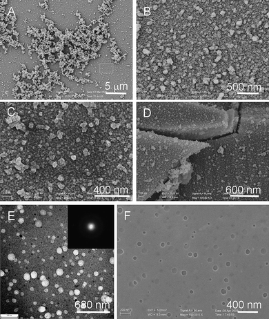 (A), (B), (C), (D) SEM images of a glass substrate taken out after 1 d. (A) A low-magnification image of ACC on substrate. (B), (C) High-magnification images of a selected area in (A). (D) A fracture area of ACC films observed on the edge of a glass substrate. (E) TEM and (F) SEM images of ACC films formed on a copper grid after 2 d. Insert in (E) shows the SAED pattern of a selected area in (E). [Ca2+]/[H4dhpta] = 4 : 1.