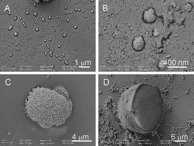 SEM images of a glass substrate in the nucleation stage that precipitated for three-and-a-half days. The islands (A), (B), surrounding boundaries (C) and the flat bottom part (Fig. 7D) indicate that nucleation occurs on substrates. [Ca2+]/[H4dhpta] = 4 : 1.