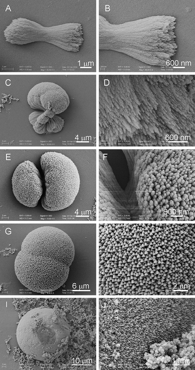 SEM images of intermediates obtained after three-and-a-half days, [Ca2+]/[H4dhpta] = 4 : 1, the right-column images are a magnification of the left-column ones. The morphology transforms from fibres (D) to prisms (F), indicating a non-classical crystallization process.