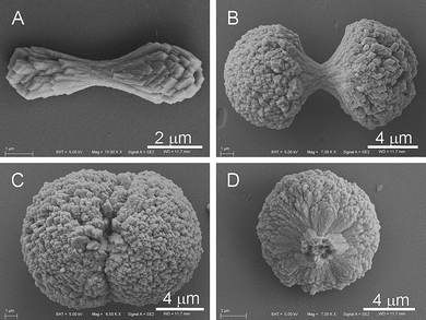 SEM images of crystals collected after 4 d, [Ca2+]/[H4dhpta] = 4 : 1.