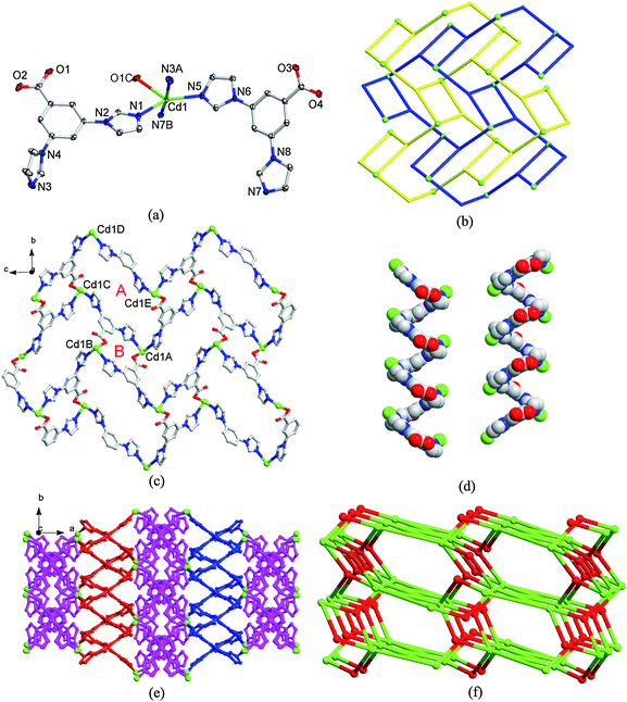 (a) Coordination environment of the Cd(II) atom in 4 with the ellipsoids drawn at the 30% probability level. The hydrogen atoms and free water molecule are omitted for clarity. Symmetry code: A x, −y, z + 1/2, B −x + 1/2, y + 1/2, C −x, −y + 1, −z + 1. (b) Representation of 2-fold interpenetrated (4·82) nets. (c) 2D network of 4 formed by µ3-bridge L− ligand and Cd(II) atoms with A and B macrocycles. (d) L- and R-handedness helical chains formed by µ2-bridge L− ligands and Cd(II) atoms. (e) 3D framework of 4. Pink: 2-fold interpenetrated (4·82) nets; blue and red: L- and R-handedness helical chains, respectively. (f) The (3,5)-connected net of 4. Green: Cd(II); Red: the centroid of L− ligand.
