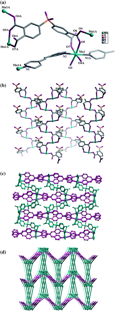 A versatile V -shaped tetracarboxylate building block for