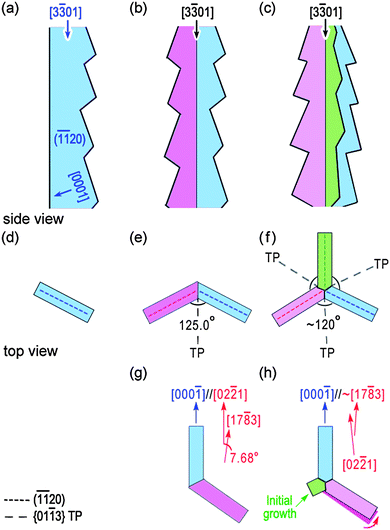 Schematic illustrations of (a) single nanobelt, (b) bi-crystal nanobelt and (c) tri-crystal nanobelt from side view. The rest are from top view showing the intrinsic connections between different morphologies. (d) Single nanobelt, (e) and (g) bi-crystal nanobelt with man-made rotation, (f) and (h) tri-crystal nanobelt at different growth stages.