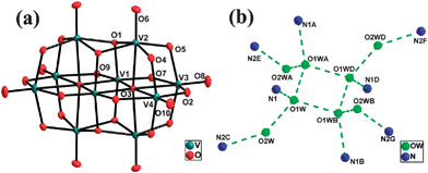 (a) Structure and labeling scheme for the poiyoxovanadate anion in 1. (b) Structure and labeling scheme for the octamer water cluster and its immediate environment in 1.[Symmetry codes: (A) x, −y, z; (B) 1 − x, y, l − z; (C) 1/2 − x, 1/2 − y, −z; (D) l − x, −y, l − z; (E) 1/2 − x, y − 1/2, −z; (F) x + 1/2, y − 1/2, l + z; (G) x + 1/2, 1/2 − y, l + z.