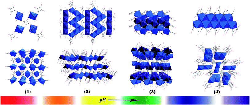 Progression of complexes 1–4 from a low pH value (far left) to a high pH value (far right), showing a trend toward higher coordination ability of the ligand and greater inorganic connectivities. Gray spheres denote carbon, while red oxygen, with CdO6 octahedra in light blue and dark blue chains.