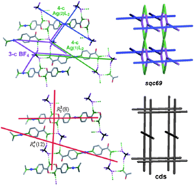 The 5-fold interpenetrated structure of NABYOF ([Ag(isonicotinamide)2]BF4),97 the record of interpenetration among hydrogen-bonded coordination compounds: (top) the standard description with three independent nodes giving the 3-connected trinodal sqc69 net and (bottom) the ring synthon description giving 4-connected 65.8-cds net.95
