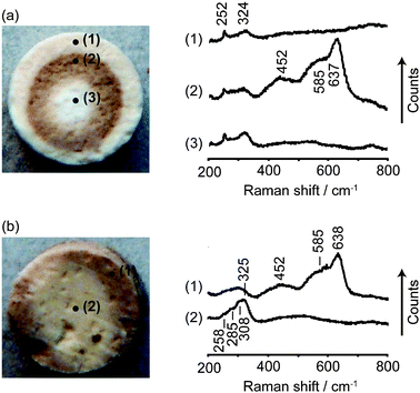 Photographs of bisected catalyst bodies after calcination and Raman spectra measured at several points on the bodies: (a) 1 wt%Pd-A1, and (b) 1 wt%Pd-B4.