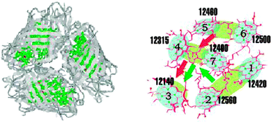 The FMO light-harvesting system. Left panel: a trimer where each member has 7 chromophores is shown with the embedding proteins. Right-panel: the 7 chromophores and their excitation energies.
