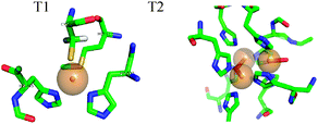 The structure of the copper centres in AO (pdb entry 1AOZ).11