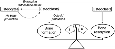 Schematic diagram illustrating the role of osteoblasts and osteoclasts in maintaining a proper bone remodeling balance: (a) excessive bone growth; (b) normal bone remodeling; (c) bone loss.