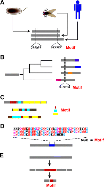 Several ways to identify motifs within protein sequences. (A) From comparison of orthologous proteins. When the same proteins from different species are compared, we may notice some regions are better conserved than others. The conserved segments are often defined as motifs. Gray bars represent protein sequences. Amino acids are shown by one-letter codes. (B) From comparison of paralogous proteins. Proteins can evolve through gene duplication; such proteins are defined as being paralogous. Comparison of paralogous proteins can enable identification of motifs. Colored bars indicate segments that were acquired after gene duplication. (C) From analysis of “shuffled” proteins. Some proteins, especially proteins involved in signal transduction, appear to have evolved through the shuffling of genetic fragments. A variety of motifs have been proposed based on analysis of these proteins. Red, blue and yellow bars represent different repeating motifs. (D) From proteins having repetitive sequences. Repeats of short amino acid sequences are often observed within parts or even the entire structure of a protein. These repeating units are often defined as motifs. The blue bar shows a repetitive region. (E) From non-sequence analysis. In a limited number of cases, series of biochemical, biological and/or biophysical analyses have enabled investigators to track down small peptide segments (shown by a red bar) within the protein structure. In these cases ((D) and (E)), comparison of two or more proteins is not necessary.