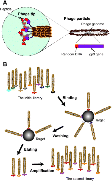 A peptide phage system. (A) Schematic representation of a filamentous phage. M13 phage has a body approximately 1 μm long in length and 6–7 nm in diameter, within which the single-stranded phage genome is packed. DNA sequences encoding peptides can be inserted into a specific site within the genome so that the translated peptides are displayed at one tip of the phage body as the fusion protein with gp3.15 Note that each phage displays five copies of a unique peptide sequence that is encoded by the inserted DNA contained in the phage particle. (B) Scheme of phage panning. The panning procedure is comprised of binding, washing, eluting and amplification steps.15 During the binding step, phages displaying various peptides are incubated with the target molecules. If the peptides have affinity for the target, the phages displaying those peptides are moored to the target molecule. The moored and unbound phages are separated in the washing step. The interaction between the peptides and the target is non-covalent. Usually, the bound phages are eluted from the target using solutions having lower and lower pH. The recovered phages are re-amplified on E. coli to prepare the secondary library. In this library, the fraction of phages that have affinity for the target is increased. After repeating this panning procedure, the library is mostly composed of phages that display the binder peptides.