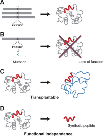 Levels of assessment of motif-function relationships. (A) Putative motifs. The association of motifs with their functions is only speculative and not confirmed by genetic or biochemical analysis. At this level, we do not know whether or not the motifs can serve as programming units. (B) Motifs proven by genetic analysis. When mutations within a motif sequence impair the associated function exerted by the entire protein, the linkage between the motif and function is strengthened. However, we still do not know whether the motif can endow other molecules with the associated function. (C) Transplantable motifs. When the transplantability of a motif is high, its associated function can be transferred to a target molecule by conjugating the peptide to the target. (D) Functionally independent motifs. In some cases, a synthetic peptide motif can exert its associated function by itself, without conjugation to a larger molecule. The functional independence of the motif is considered to be high in those cases.