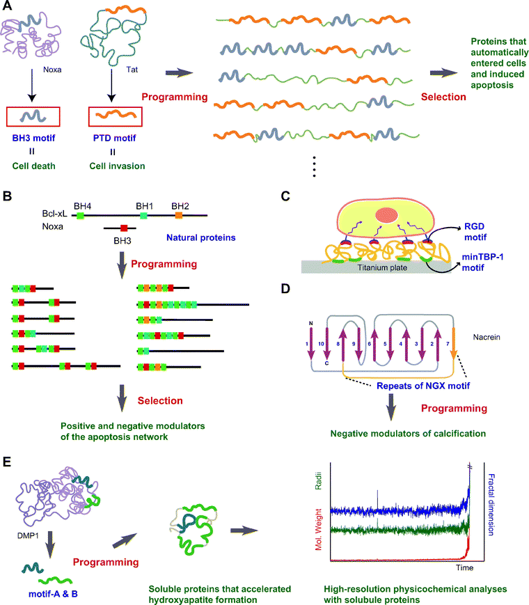 Examples of motif-programming experiments. (A) Programming motifs mediating cell death and cell invasion.34,40 BH3 and PTD are natural motifs whose functions are induction of cell death and cell invasion, respectively. By embedding these motifs in artificial proteins, we created bifunctional proteins that automatically entered cells and induced apoptosis. (B) Shuffling BH1, BH2, BH3 and BH4 motifs to create artificial signaling molecules.7,30 Natural components of apoptotic signaling networks share combinations of BH1-4 motifs. From among the artificial proteins created by embedding these motifs, we selected positive and negative modulators of the apoptosis network. (C) Artificial ECM.44 RGD is a well-known natural motif that has cell-binding ability. By combining RGD with minTBP-1, an artificial motif mediating Ti binding, we constructed artificial ECM proteins that endow a Ti surface with the ability to bind cells. (D) Confirmation of the putative function of a motif.50 The motif NGX was identified in pearl oyster and is thought to be involved in shell formation. To confirm the putative involvement of this motif in biomineralization, artificial proteins were prepared through motif-programming, after which we selected those that inhibited calcification. (E) More detailed analysis of motifs.48 Motifs from DMP1 have been shown to enhance calcium phosphate formation when immobilized on a glass substrate. However, such immobilization is an obstacle to detailed analysis of the motifs. To enable high-resolution physicochemical analysis, soluble proteins with the capacity to accelerate calcium phosphate formation were created through motif-programming, after which time-resolved static light scattering analysis was carried out.