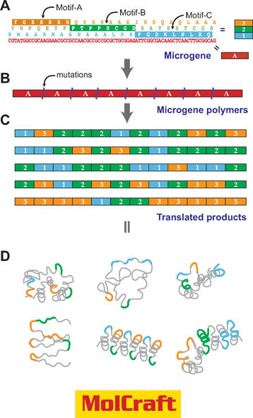 Motif-programming using MolCraft.29,35 With MolCraft, motifs are initially embedded in different reading frames of a single short DNA sequence, which we call a microgene. The designer microgene is then polymerized to generate tandem repeats of the microgene unit. In this process, we use special conditions that allow the random insertion or deletion of mutations at junctions of microgene units. Because of these mutations, the reading frame of the polymers shifts randomly at the junctions. As a result, the translated products make up a library of combinatorial polymers of the three reading frames (motifs) encoded by a single microgene.