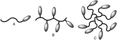 Cartoon representation of the most common architectures of bioconjugates. The curved lines represent the synthetic polymer component and the ellipses the peptide or protein: (A) head-to-tail conjugate, (B) comb-shaped structure, (C) dendritic architecture.