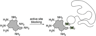 Active site blocking during bioconjugation. An inhibitor, substrate or ligand is added during the conjugation step, thereby shielding the reactive groups in the sensitive area (marked with a cross).